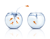 fishbowl